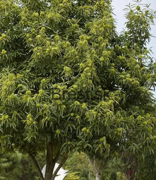 Castanea sativa 'Dorée de Lyon'